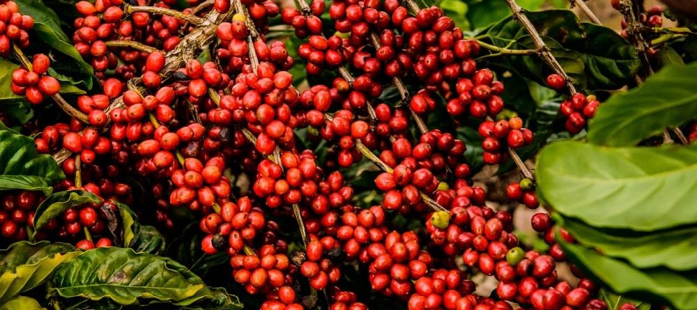Are Robusta Coffee Beans Bad