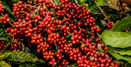 Are Robusta Coffee Beans Bad