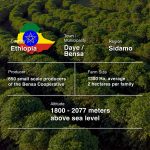 Ethiopia Sidamo Bensa Top Gr.2 (Washed)-250g (2)-05