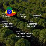 Ethiopia Yirgacheffe Gr.1 Konga (Natural)-250g-Traceability (3)-39